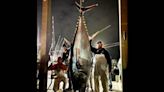 Anglers land record-size, 900-pound tuna despite adversities