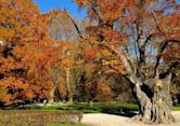 Hofgarten, Innsbruck