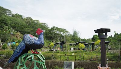 阿里山四季茶旅賞油桐花螢火蟲