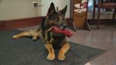 Greater Cincinnati police dog, handler to raise money to help protect K9s