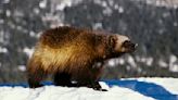 Montana continues to kill wolverines despite Endangered Species listing