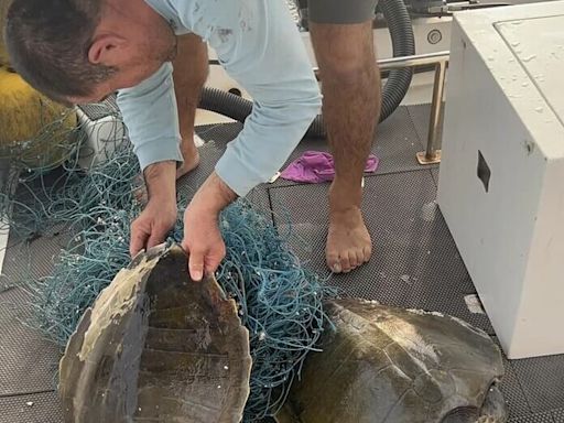 望安漁民救2隻纏網欖蠵龜 送澎湖海龜收容中心觀察