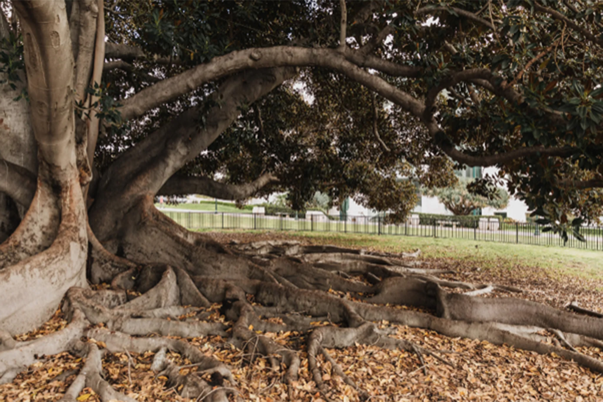 Read & Run on the Road: Book Club Run, Horticultural Tours: Fig Trees & Stranglers of Balboa Park