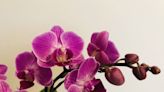 How to Water An Orchid ?