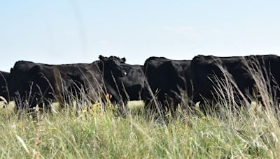 Escasa oferta de ganado gordo de campo sostiene nivel de precios