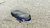 Jelly-like creatures spotted at Southern California beaches