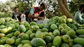 Pakistan farmers pin poor mango crop on climate change