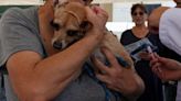 ¿Nueva enfermedad ataca a perritos? La verdad sobre el Complejo Respiratorio Infeccioso Canino