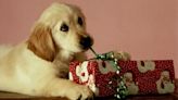 5 Reasons Why You Shouldn’t Give Someone a Puppy for Christmas