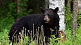 Black bear in Tampa: Here's how to keep it away from your home