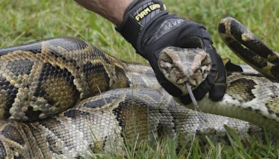 Indonésie : Une femme (encore) retrouvée morte dans l’estomac d’un python