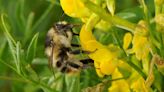 One of UK’s rarest bumblebees boosted by nature restoration on former farmland