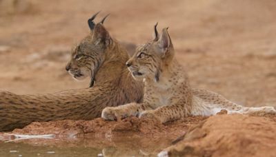 El lince ibérico, fuera de peligro