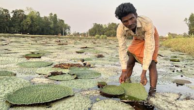 Makhana cultivation in Bihar | Running on vegetable protein