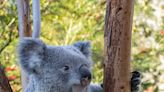 Brookfield Zoo to welcome two koalas for the first time