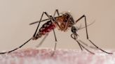 Britons catching malaria at highest level in 20 years