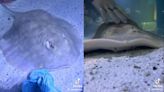 Stingray That Became Mysteriously Pregnant Now Has 'Reproductive Disease'