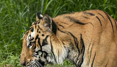 Madhya Pradesh: Villagers heave sigh of relief after authorities capture tiger that killed man