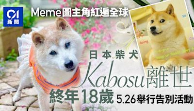 Doge網絡迷因主角柴犬Kabosu逝世終年18歲 5月26日舉行告別活動