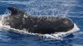 Pilot whale