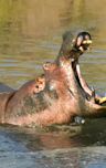 Hit by Hippos