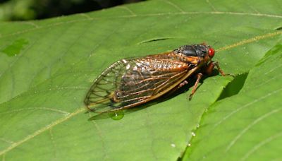 Cicadas in Georgia 2024 | Everything you need to know