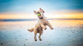 32 best US dog beaches