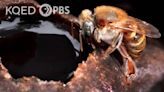 Stingless Bees Guard Tasty Honey With Barricades, Bouncers and Bites | KQED