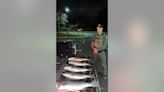 New York officers ticket striped bass poachers after discovering illegal catches hidden in odd places