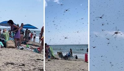 Miles de libélulas invadieron una playa de Estados Unidos y el momento se viralizó en las redes