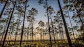 Environmental groups sue Army Corps of Engineers over Okefenokee swamp protections