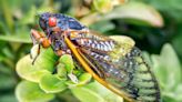 How to keep your pets safe during summer's historic cicada emergence