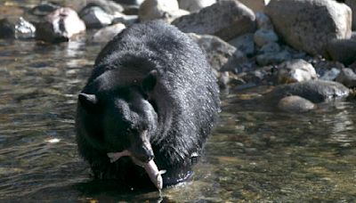 Killer bear: Woman's death inside her home marks California's first fatal black bear attack