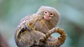 Le ouistiti pygmée, le plus petit du monde
