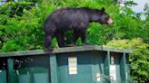 West Virginia Principal 'Bearly' Keeps It Together During Surprise Encounter With Dumpster-Diving Bear