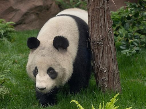 San Diego Zoo releases 1st video of pandas from China