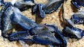 Blue, jellyfish-like blobs keep washing up on California shores