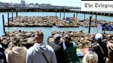 Pictured: Sea lions swarm San Francisco pier as population booms