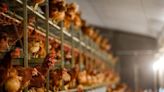 美明尼蘇達州爆高致病性H5N1 港暫停進口禽類產品