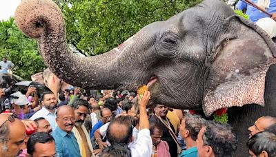 Elephant Brought For Telugu Movie Shoot Runs Into Forest, Found 12 Hours Later