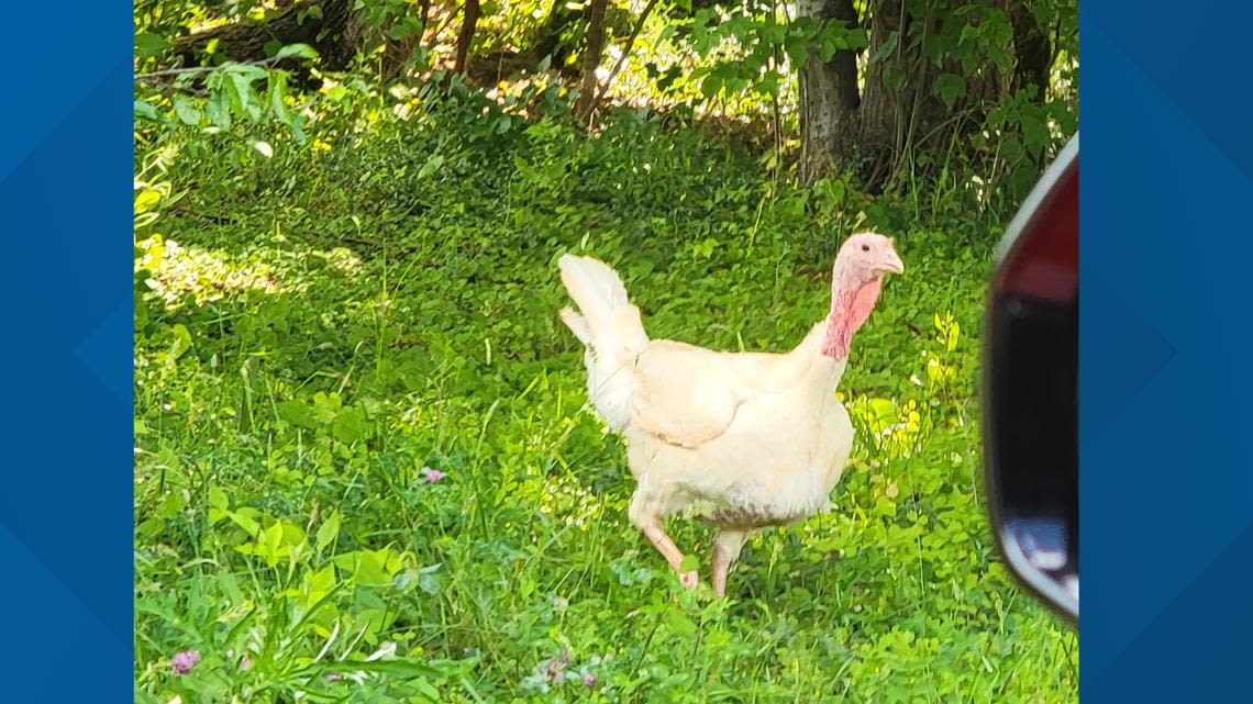 Gobble Gobble | White feathered turkey spotted in Anderson Co.