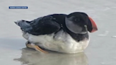 Rare Atlantic puffin found in Central Florida tragically dies over weekend