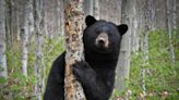 Bill banning sale of bear gallbladders and paws in VT headed to Gov. Scott's desk