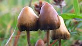 How psychedelic compound found in magic mushrooms affects brain networks — Nature study