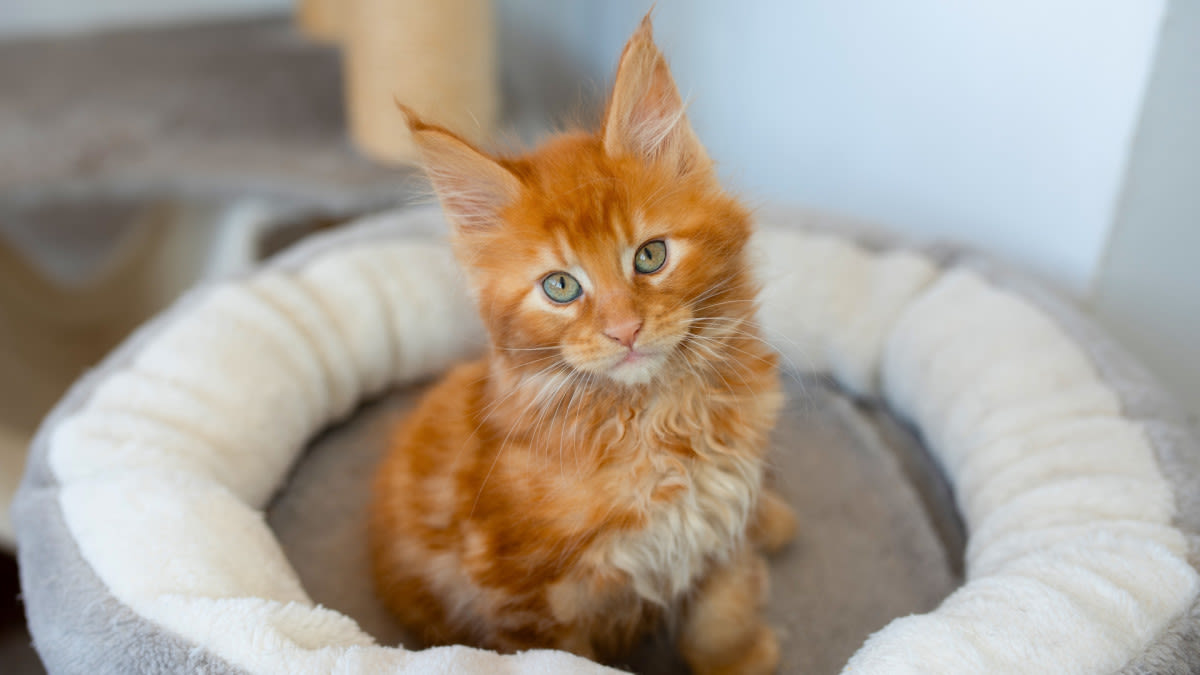 Ginger Maine Coon Kitten Getting 'Left Out' by Litter of White Kitties Brings All the Feels