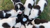 Mama Dog and Puppies Eating Breakfast at the Shelter is the Cutest ASMR Video