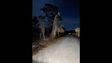 Ghostly growth in Florida ignites social media. ‘The Grim Reaper crossing the road’