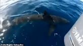 Shocking moment 'great white' shark is spotted close to Irish coast