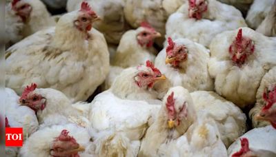 H5N1 bird flu: Researchers warn of potential human pandemic - Times of India