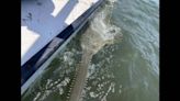 Endangered 13-foot sawfish caught off Florida coast. Why that’s good news for species